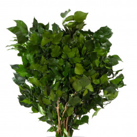 Hedera Arborea stabilisé